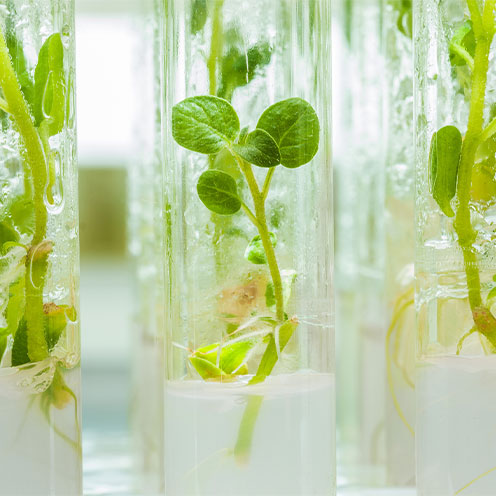macroshot view on plants of potato in lab tubes macroshot view on plants of potato in lab tubes