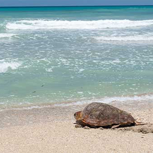 sea turtle returning to the ocean from a sandy beach